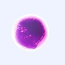 438317-sensoryczne-plytki-podlogowe-okragle-50cm-3